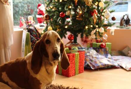Tipy na vánoční dárky pro psy