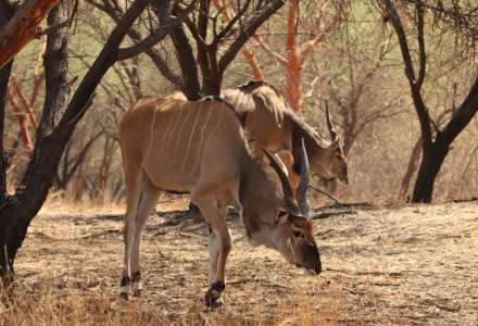 Pracovnice ostravské zoo pomáhá se záchranou antilop v Africe