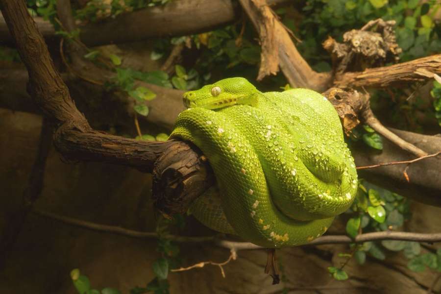 Krajty zelené v nové expozici v Zoo Ostrava